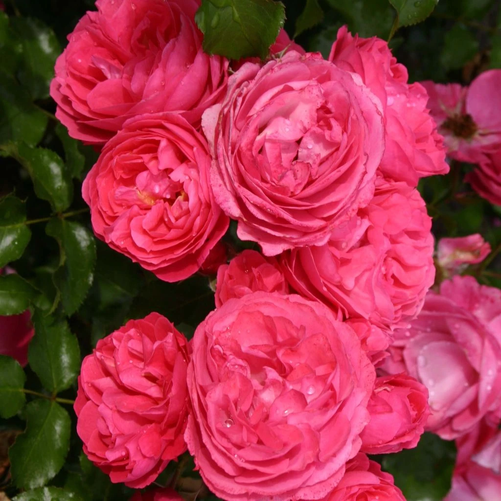 Rosier Patio Rose Moin Moin 3 Rosier Patio Rose Moin Moin