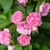 Rosier Ancien Pink Grootendorst -Boutique De Plantes Rosier Pink Grootendorst copyright 712772 1