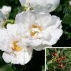 Rosier Savoranova White 1 Rosier Savoranova White -Boutique De Plantes Rosier SAVORANOVA White 889100 1