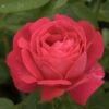 Rosier Ancien Ulrich Brunner Fils 1 Rosier Ancien Ulrich Brunner Fils -Boutique De Plantes Rosier Urich Bruner Fils 771440 1