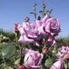 Rosier à Grandes Fleurs Mamy Blue -Boutique De Plantes Rosier a grandes fleurs Mamy Blue en racines nues 84726 1