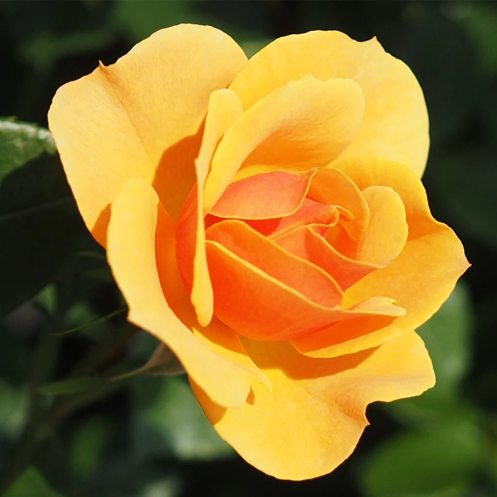 Rosier à Grandes Fleurs Rose Alleyson 3 Rosier à Grandes Fleurs Rose Alleyson