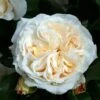 Rosa Kosmos 1 Rosa Kosmos -Boutique De Plantes Rosier a massif Kosmos IF 17115 1