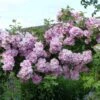 Rosier Liane Blush Rambler - Rose Ancienne 1 Rosier Liane Blush Rambler - Rose Ancienne -Boutique De Plantes Rosier ancien Blush Rambler 81566 1