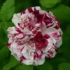 Rosier Ancien Variegata Di Bologna -Boutique De Plantes Rosier ancien Variegata di Bologna en racines nues 83583 1