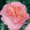 Rosier Anglais English Legend Rose De Cornouaille -Boutique De Plantes Rosier anglais English Legend Rose de Cornouaille source Chastel pepiniere 15422 1
