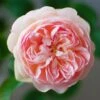 Rosier David Austin Gentle Hermione -Boutique De Plantes Rosier anglais Gentle Hermione 66538 1