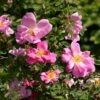 Rosier Ancien Marguerite Hilling -Boutique De Plantes Rosier arbustif Marguerite Hilling 83585 1