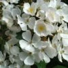 Rosier Arbustif White Magic 1 Rosier Arbustif White Magic -Boutique De Plantes Rosier arbustif White Magic IF 18663 1