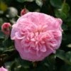Rosier Grimpant May Queen -Boutique De Plantes Rosier grimpant May Queen 82283 1