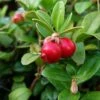 Canneberge - Cranberry - Vaccinium Macrocarpon -Boutique De Plantes Vaccinium macrocarpon 78409 1