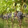 Vigne Cabernet Franc 2 Vigne Cabernet Franc -Boutique De Plantes Vigne Cabernet Franc 78366 1