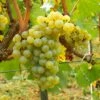 Vigne Chardonnay -Boutique De Plantes Vigne Chardonnay 78369 1