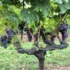 Vigne Merlot 1 Vigne Merlot -Boutique De Plantes Vigne Merlot 78375 1