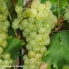 Vigne Muscat Petits Grains 1 Vigne Muscat Petits Grains -Boutique De Plantes Vigne Muscat a Petits grains 89675 1