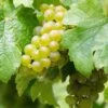 Vigne Riesling - Vitis Vinifera 1 Vigne Riesling - Vitis Vinifera -Boutique De Plantes Vigne Riesling 86453 1