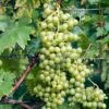 Vigne Evita -Boutique De Plantes Vitis vinifera Evita copyright 1006031 1
