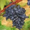 Vigne Philipp -Boutique De Plantes Vitis vinifera Philipp 83664 1