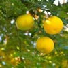 Yuzu - Citrus Junos 1 Yuzu - Citrus Junos -Boutique De Plantes Yuzu Citrus junos 83268 1