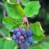 Amelanchier Alnifolia Saskatoon Berry 2 Amelanchier Alnifolia Saskatoon Berry -Boutique De Plantes amelanchier alnifolia saskatoon berry 85479 1