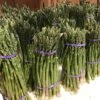 Asperge Verte Rambo - Asparagus Officinalis -Boutique De Plantes asparagus officinalis rambo 16300 1