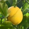Citronnier Meyer - Citrus X Meyeri 1 Citronnier Meyer - Citrus X Meyeri -Boutique De Plantes citronnier meyer ld 80026 1