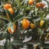 Citrus Kucle - Kumquatine 1 Citrus Kucle - Kumquatine -Boutique De Plantes citrus kucle 87029 2