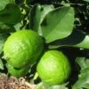 Grand Citron Vert - Citrus Latifolia -Boutique De Plantes citrus latifolia 16217 1