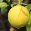 Citronnier - Citrus Limon Cerza -Boutique De Plantes citrus limon cerza