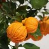 Oranger Corrugata - Citrus Sinensis X Aurantium 2 Oranger Corrugata - Citrus Sinensis X Aurantium -Boutique De Plantes citrus sinensis x aurantium 87044 4