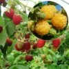 Collection 2 Framboisiers Bio -Boutique De Plantes collection 2 framboisiers bio marastar golden everest 15338 1