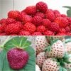Collection De 3 Fraisiers Framberry, Cherry Berry, Pineberry 2 Collection De 3 Fraisiers Framberry, Cherry Berry, Pineberry -Boutique De Plantes collection de 3 fraisiers framberry cherryberry pineberry 86128 1
