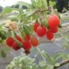 Goji Gojidelys - Lycium Barbarum 1 Goji Gojidelys - Lycium Barbarum -Boutique De Plantes gojidelys 16718 2