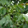 Noyer Commun - Juglans Regia Fernor 1 Noyer Commun - Juglans Regia Fernor -Boutique De Plantes juglans regia fernor 100368 1