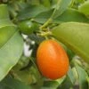 Kumquat Fukushu Ou Jiangsu - Fortunella Obovata 2 Kumquat Fukushu Ou Jiangsu - Fortunella Obovata -Boutique De Plantes kumquat fukushu ou jiangsu fortunella obovata 87033 1