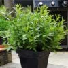 Laurus Nobilis Little Ragu - Laurier-Sauce -Boutique De Plantes laurus nobilis little ragu 100708 1