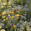 Mélange De Fleurs Pour Prendre Soin Des Auxiliaires -Boutique De Plantes melange auxiliaire de culture 70010