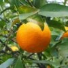 Oranger - Citrus Sinensis - Agrumes -Boutique De Plantes oranger