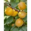 Abricotier - Prunus Armeniaca Bulida -Boutique De Plantes prunus armeniaca bulida 100995 1