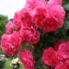 Rosier Grimpant Rosarium Uetersen -Boutique De Plantes rosarium uetersen 712842 3