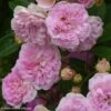 Rosier Ancien Pink Ghislaine De Féligonde -Boutique De Plantes rosier ancien pink ghislaine de feligonde 85821 1