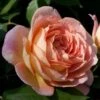 Rosier David Austin Lady Of Shalott -Boutique De Plantes rosier anglais lady of shalot 771463 1