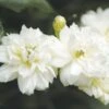 Rosier De Banks Alba Plena - Rosa Banksiae -Boutique De Plantes rosier banks alba plena 771405 1