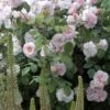Rosier Ancien Cornelia -Boutique De Plantes rosier cornelia 771537 1