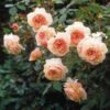 Rosier David Austin A Shropshire Lad -Boutique De Plantes rosier david austin a shropshire lad 665312 1