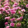 Rosier David Austin Gertrude Jekyll -Boutique De Plantes rosier david austin gertrude jekyll 665072