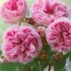 Rosier Ancien Madame Ernest Calvat -Boutique De Plantes rosier ernest calvat 66158 1