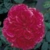 Rosier Anglais David Austin Fragrant Old Purple -Boutique De Plantes rosier fragant old purple 71403 1