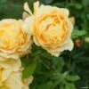 Rosier David Austin Golden Celebration 1 Rosier David Austin Golden Celebration -Boutique De Plantes rosier golden celebration 66521 1