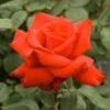 Rosier à Grandes Fleurs Grande Amore -Boutique De Plantes rosier grande amore 771444 1